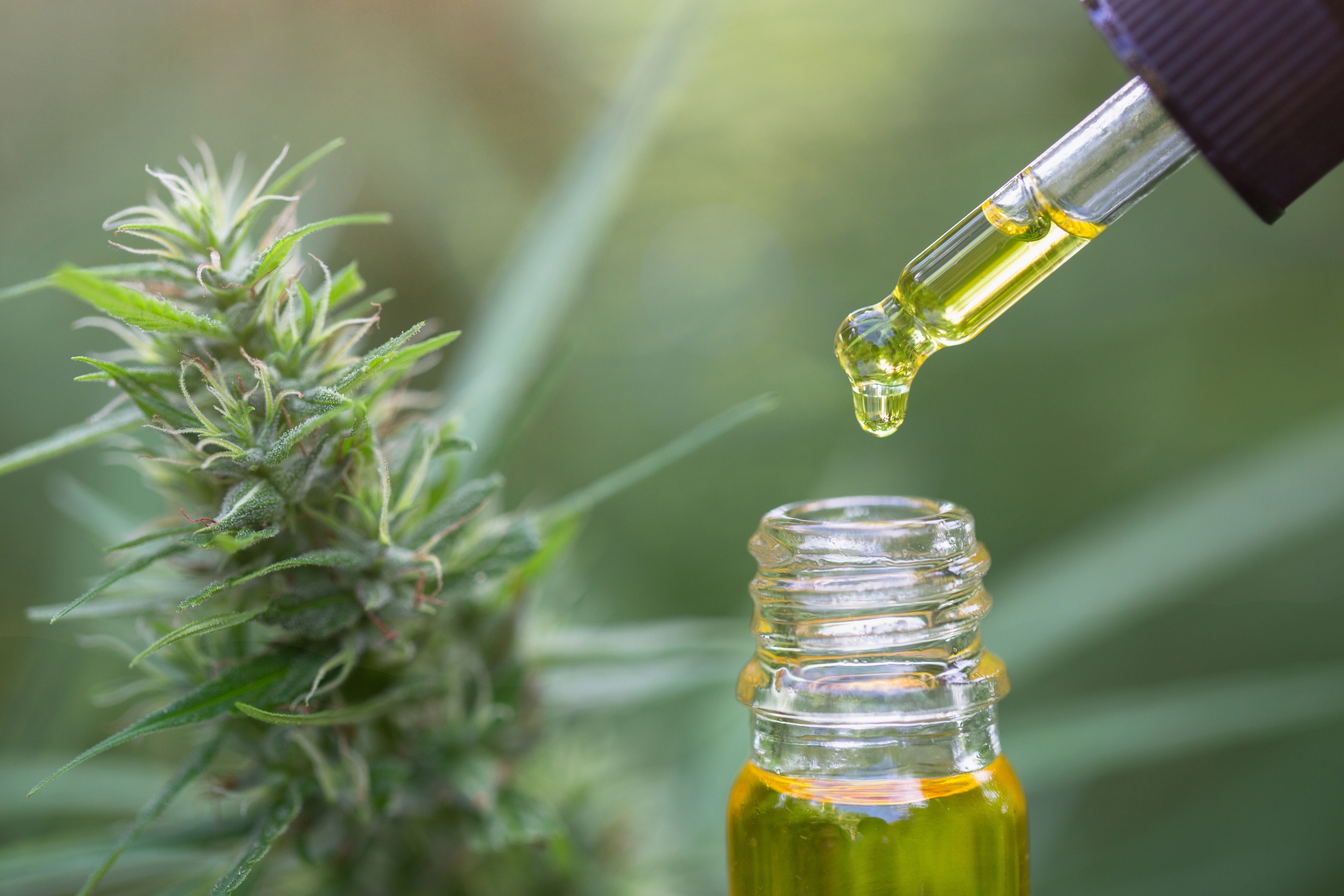 CBD Olje I Daglig Velvære: En Ny Standard For Naturlig Livsstil